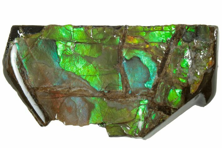 Iridescent Ammolite (Fossil Ammonite Shell) - Alberta #236449